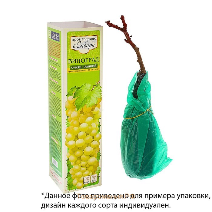 Саженец винограда Подарок Ирине Весна 2024, 1 шт.