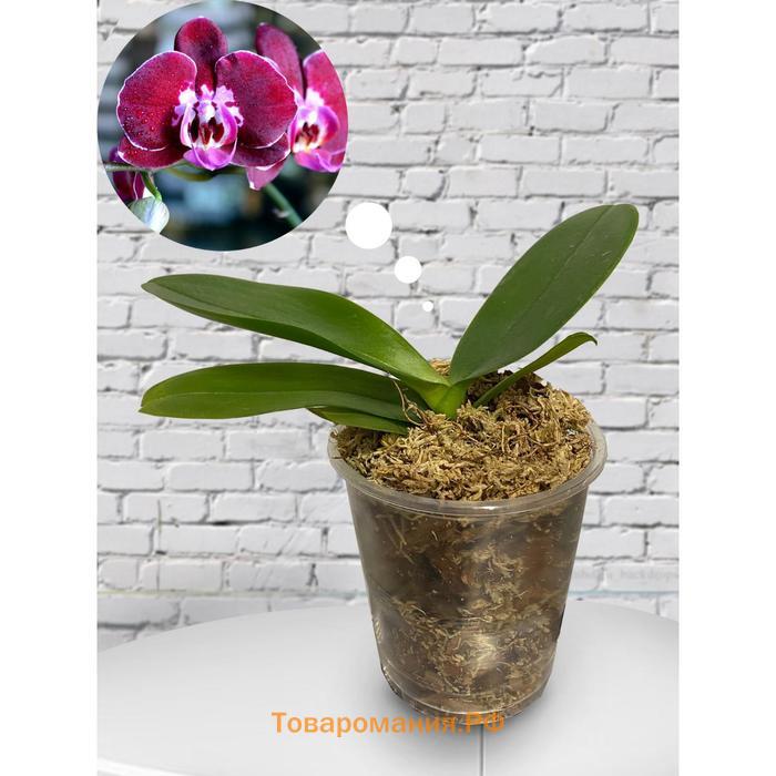 Орхидея Фаленопсис Armion,  без цветка (детка), горшок  2,5 дюйма в Барнауле