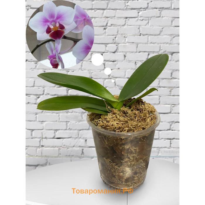 Орхидея Фаленопсис SI3825,  без цветка (детка), горшок  2,5 дюйма в Барнауле