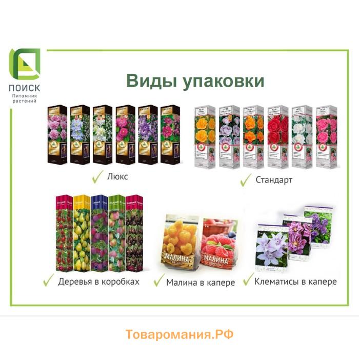 Клематис крупноцветковый "Мазовше" 1 шт, туба, Весна 2025