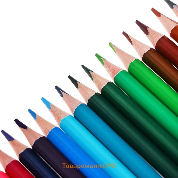 Карандаши 24 цветов TOP Calligrata, супермягкие, в картонной коробке, диаметр грифеля - 3 мм, 5B