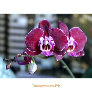 Орхидея Фаленопсис Armion,  без цветка (детка), горшок  2,5 дюйма в Барнауле